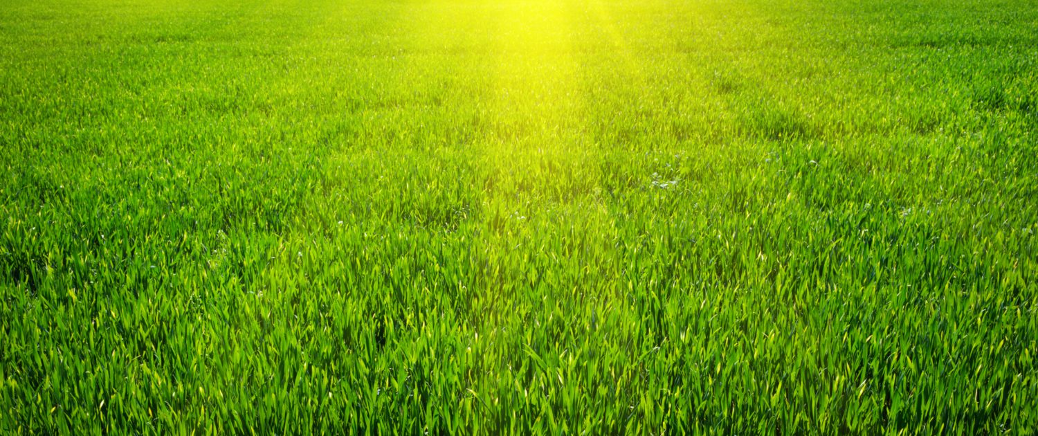 Healthy Green Grass and Lawns