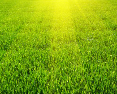 Healthy Green Grass and Lawns