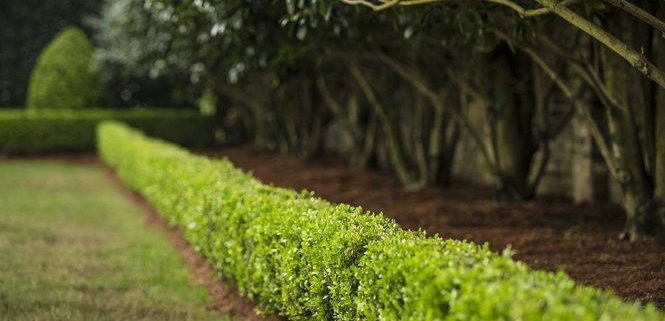 Hedge Trimming