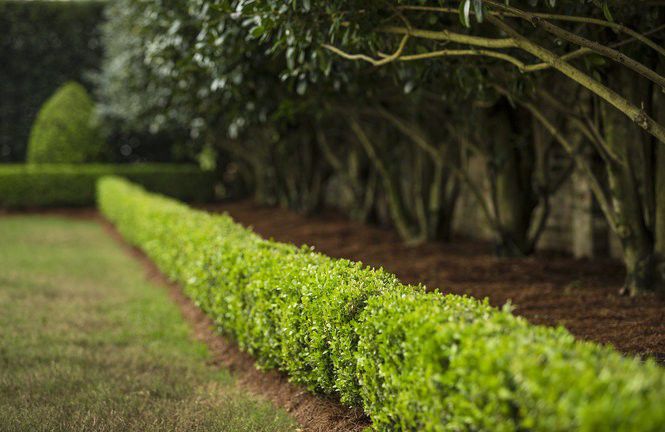 Hedge Trimming