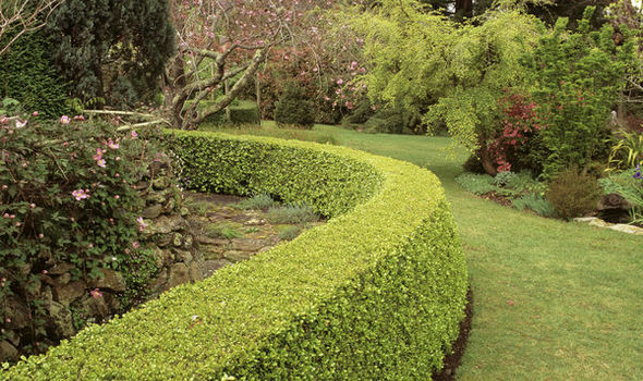 low hedge border