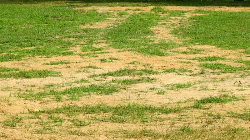 Yellow Sand Top Dressing