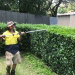 Hedge Trimming