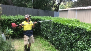 Hedge Trimming